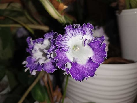 Listki Skr Tnik W Skr Tnik Streptocarpus Nin Olx Pl