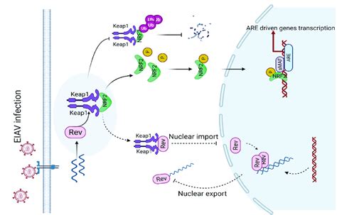 A Proposed Model For The Cellular Nrf2 Keap1 Axis Manipulation Of Eiav Download Scientific