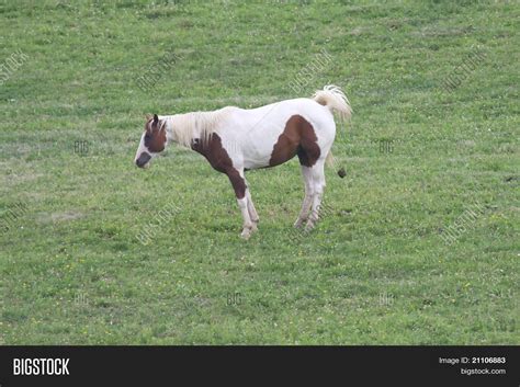 Horse Poop Image & Photo (Free Trial) | Bigstock