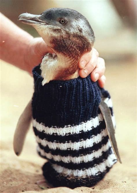 Penguins Wearing Sweaters