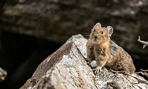 10 Incredible Pika Facts - A-Z Animals