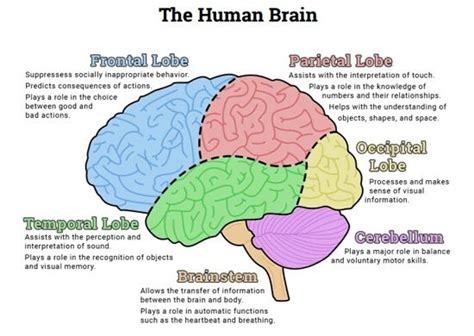 Parts Of The Brain And Their Functions Psychology