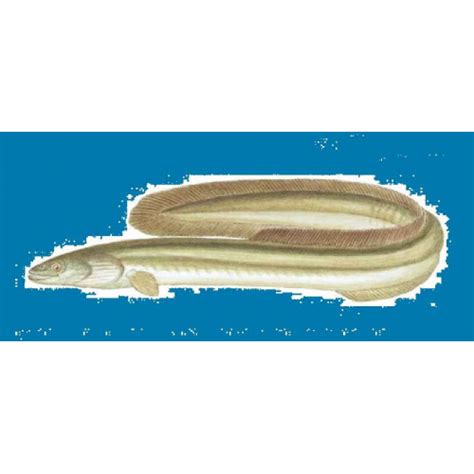 Eel, American, silver eel, Atlantic eel, common eel, yellowbellied eel ...