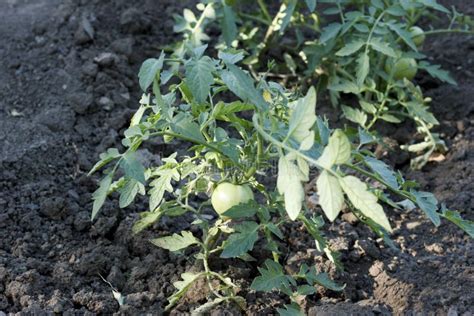 Tomato plant on the bed stock photo. Image of plant - 117923244