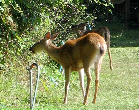 The Deer Resistant Food Garden - BC Farms & Food