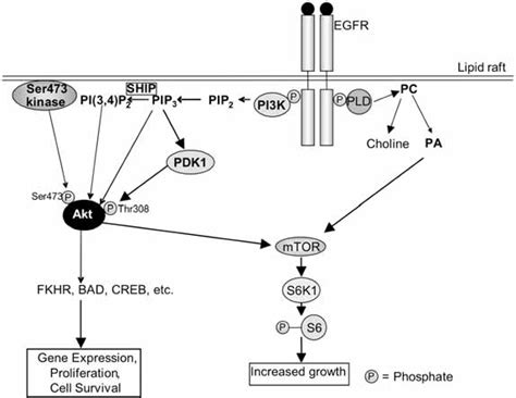 The Egfr Signalling Pathway In Lipid Rafts See Text For Description Of