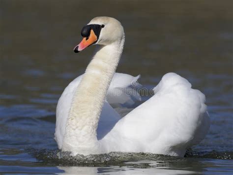 Mute Swan Cygnus Olor Stock Image Image Of Bird Waterfowlwol