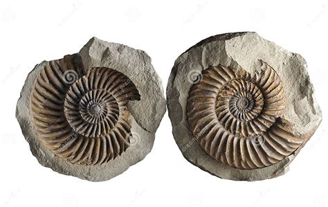 Ammonite Fossil Mollusk Stock Photo Image Of Fossils 195643128