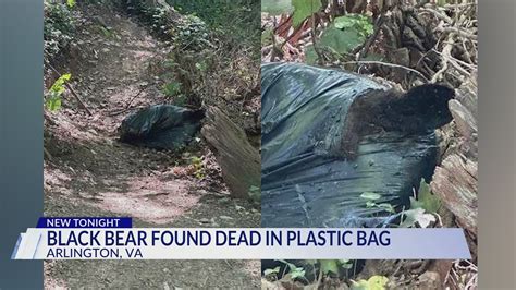 Black Bear Found Dead In Plastic Bag In Arlington Youtube