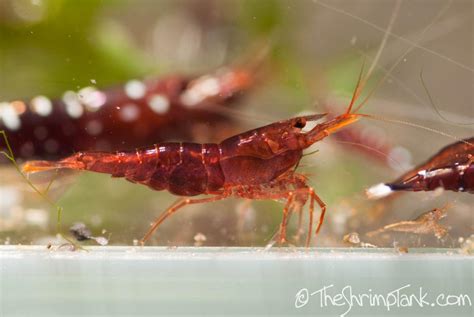 My Sulawesi Shrimp - General Discussion - The Shrimp Spot