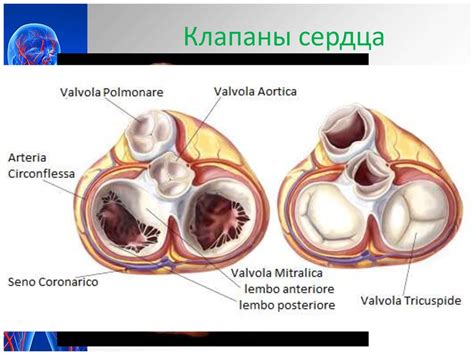 Анатомия и физиология сердца - online presentation