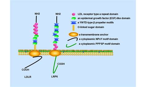 A Diagram Of The Structure Of LDLR And LRP6 Note LRP6 Receptor