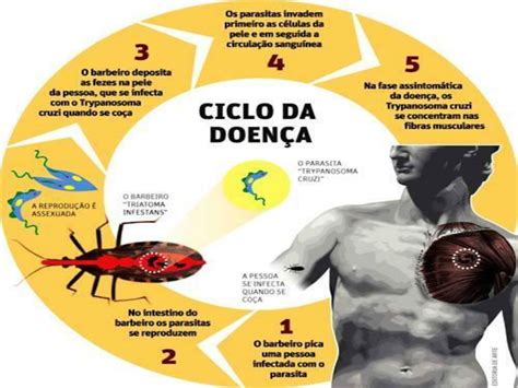 Puzzles De Ciclo Da Doen A De Chagas Quebra Cabe As De