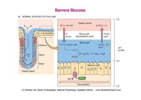 02 Secrecion I salival y gástrica PPT