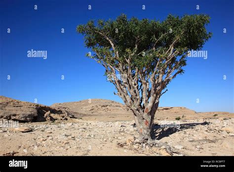 Boswellia sacra tree hi-res stock photography and images - Alamy