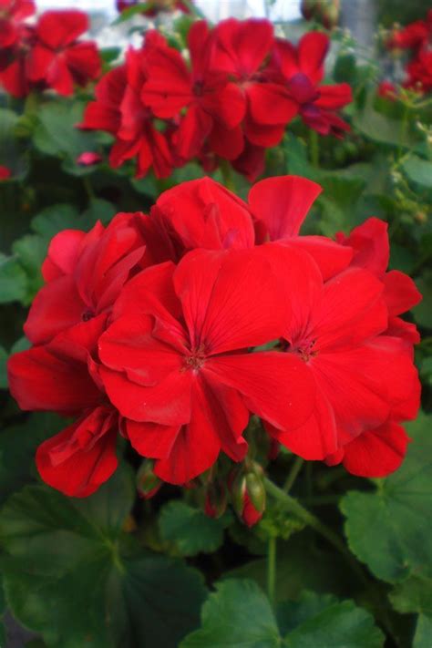 Geranium Calliope™ Dark Red Tried And True Geraniums Red