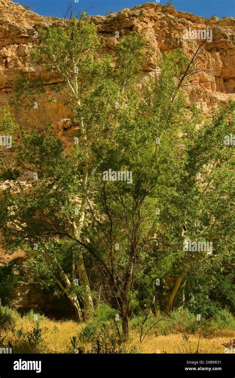 Montezuma S Castle National Monument Cliff Dwelling Ruins Located Near