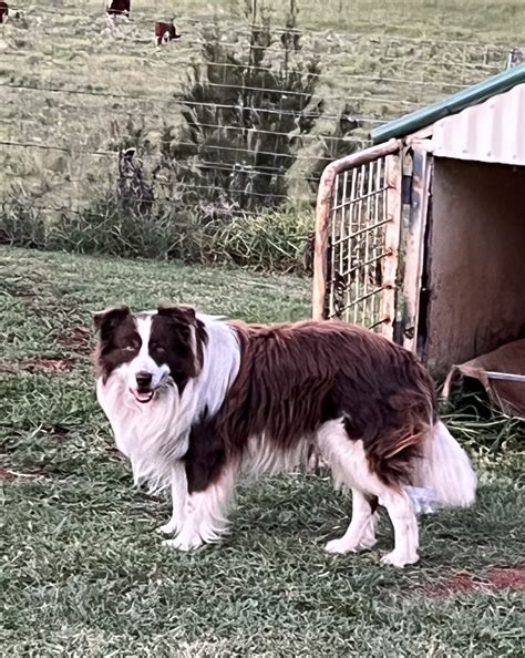 Border Collie - Warwick - PetsForHomes