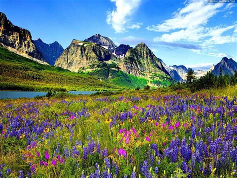 Mountain Rocky Colorado Flowers Rocky Mountain Spring Hd Wallpaper