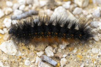 What Is That Fuzzy Black Caterpillar? - Texas A&M Today