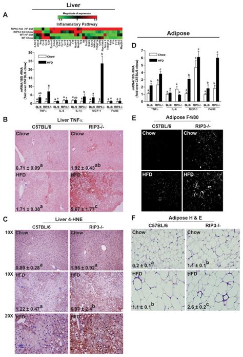 Receptor Interacting Protein 3 Protects Mice From High Fat Diet Induced