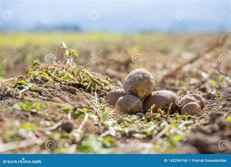 Fresh Potatoes on a Potato Farm. Harvest, Organic Vegetarian Food Stock Photo - Image of field ...