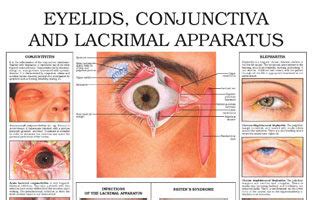 Eyelids Conjunctiva And Lacrimal Apparatus Anejo