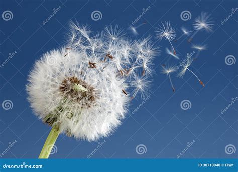 Dandelion Clock Dispersing Seed Stock Photo Image Of Nature Growth