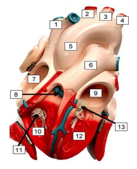 Sheep Heart Dissection Biology Libretexts