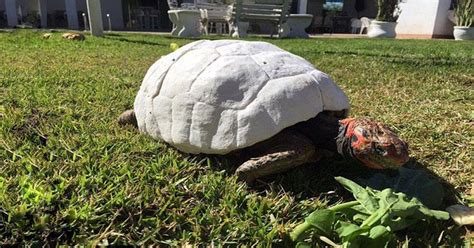 Fascinating Facts Of Tortoise Shell Patterns You May Never Know