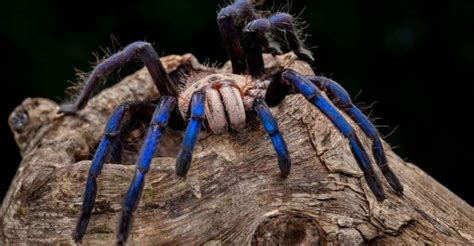 electric blue tarantula species discovered  thailands mangrove