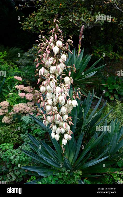 Yucca Gloriosa Flower Spike Slowers Flowering Spire Spires Spikes