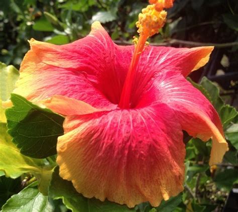 Hawaiian Sunset Tropical Landscape Hibiscus Live Plant Coral Yellow