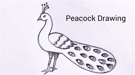 मोर का चित्र बनाना सीखें आसानी से 🦚 How To Draw A Peacock Easy And