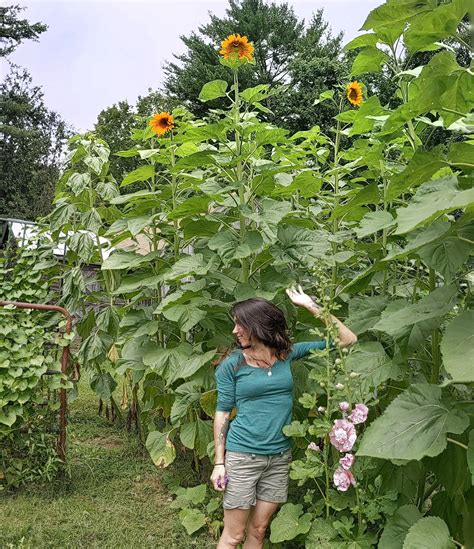 Our Biggest Sunflowers Ever R Gardening