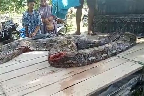 Ular Piton Sepanjang Meter Di Muna Barat Ditebas Dengan Kapak Saat