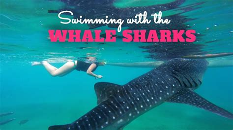 Snorkeling With Whale Sharks In Oslob Philippines GoPro Hero 3 Black