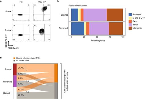 Features Of HCV Specific CD8 T Cells Before And After DAA Therapy A