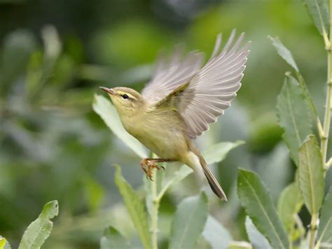 Willow Warbler By Mike Haberfield Birdguides