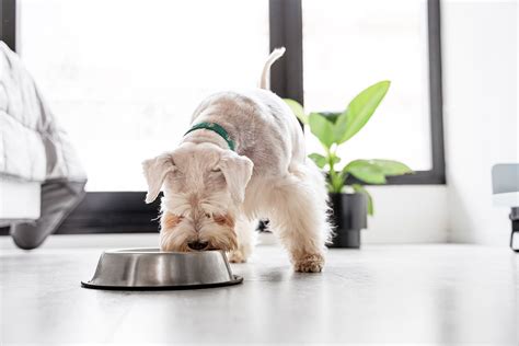 C Mo Elegir El Alimento Adecuado Para Tu Mascota Cosas Para Mascotas