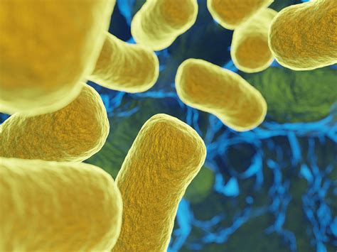 Las 9 Bacterias Y Hongos Que Hoy Amenazan A La Salud Mundial Y Dan