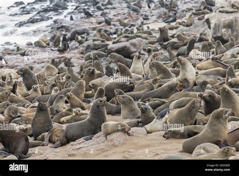 Eared seal hi-res stock photography and images - Alamy