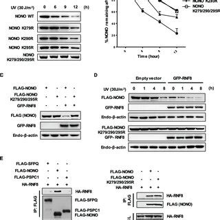 Uv Induced Nono Degradation Is Mediated By Rnf A Rnf Depletion