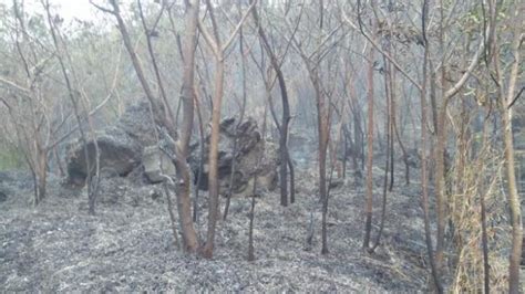 Angin Kencang Kebakaran Di Lereng Gunung Sumbing Meluas Hingga 13 5