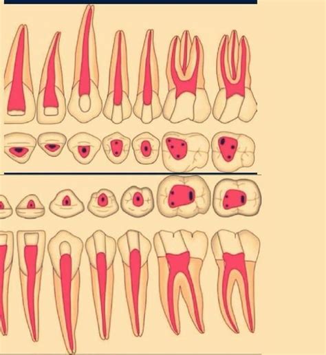 An Image Of Different Types Of Teeth And Their Corresponding Parts Are