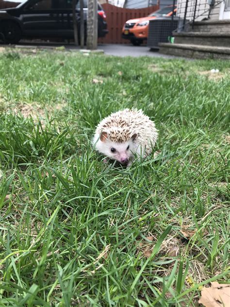 tips for hedgehog losing weight naturally 6