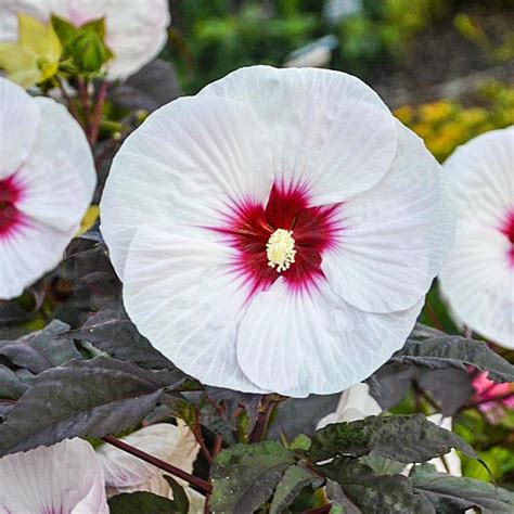 Gardens Alive Bareroot Mocha Moon Perennial Hibiscus At