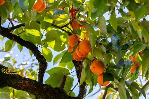 Persimmon Tree Care for Optimal Growth and Delicious Fruit Yield ...