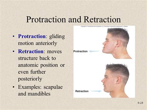 Protraction Anatomy