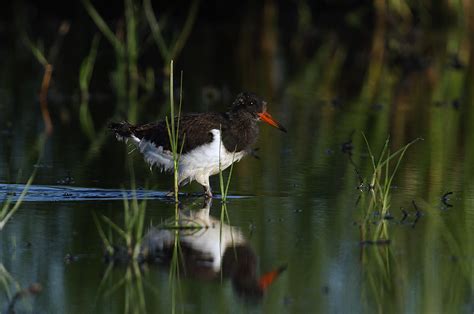 Haematopus Ostralegus Strandskade Danske Svampe